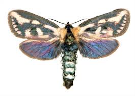 Attēlu rezultāti vaicājumam “Cossidae”