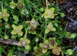 Attēlu rezultāti vaicājumam “Sagina procumbens fruit”