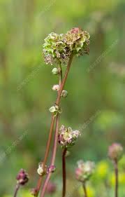 Attēlu rezultāti vaicājumam “Poterium sanguisorba flower”