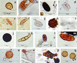 Attēlu rezultāti vaicājumam “Badhamiopsis macrospora spores”