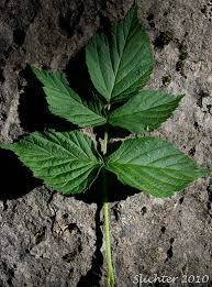 Attēlu rezultāti vaicājumam “Rubus idaeus leaf”