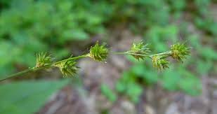 Attēlu rezultāti vaicājumam “Carex sylvatica flower”