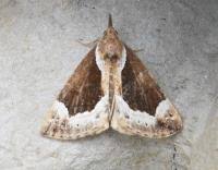 Attēlu rezultāti vaicājumam “Hypena crassalis”