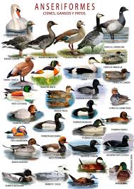 Attēlu rezultāti vaicājumam “Anseriformes”