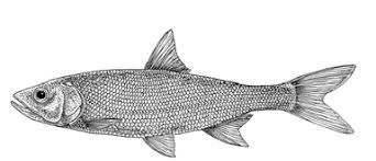 Image result for Salmo dentex