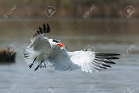 Attēlu rezultāti vaicājumam “Hydroprogne caspia”