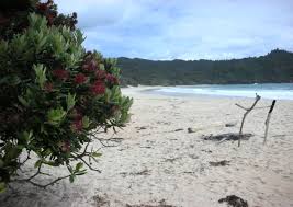 Image result for new chums beach