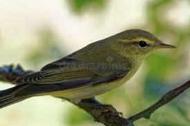 Attēlu rezultāti vaicājumam “Phylloscopus trochilus nest”