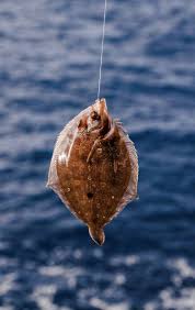 Image result for Microstomus kitt