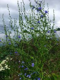 Attēlu rezultāti vaicājumam “Cichorium intybus”