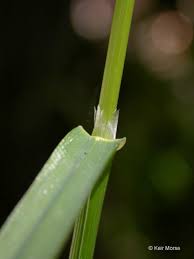 Attēlu rezultāti vaicājumam “Glyceria striata leaf”