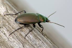 Attēlu rezultāti vaicājumam “Poecilus versicolor”