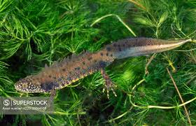 Attēlu rezultāti vaicājumam “Triturus cristatus”