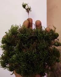 Attēlu rezultāti vaicājumam “Thamnobryum alopecurum”