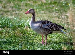 Attēlu rezultāti vaicājumam “Anser anser adult”