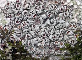 Attēlu rezultāti vaicājumam “Lecanora argentata”