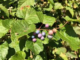 Attēlu rezultāti vaicājumam “Ampelopsis glandulosa var. brevipedunculata”