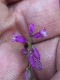 Attēlu rezultāti vaicājumam “Polygala comosa flower”
