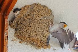 Attēlu rezultāti vaicājumam “Delichon urbicum nest”