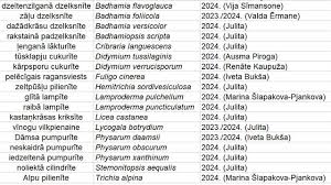 Attēlu rezultāti vaicājumam “Badhamiopsis scripta sessile”