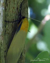 Attēlu rezultāti vaicājumam “Lithosia quadra male”