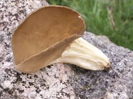 Attēlu rezultāti vaicājumam “Helvella acetabulum”