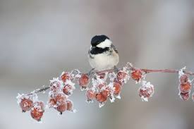 Attēlu rezultāti vaicājumam “Periparus ater adult”