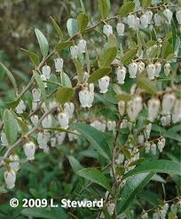 Attēlu rezultāti vaicājumam “Chamaedaphne calyculata flower”