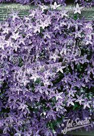 Image result for Campanula strigosa