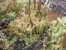 Attēlu rezultāti vaicājumam “Cladonia botrytes”