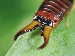 Attēlu rezultāti vaicājumam “Forficula auricularia male”