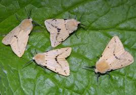 Attēlu rezultāti vaicājumam “Spilosoma lutea”