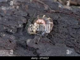 Attēlu rezultāti vaicājumam “Phosphaenus hemipterus male”