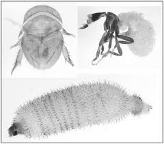 Attēlu rezultāti vaicājumam “Phoridae”