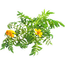 Attēlu rezultāti vaicājumam “Tagetes leaf”