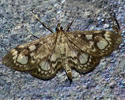 Attēlu rezultāti vaicājumam “Anania coronata”