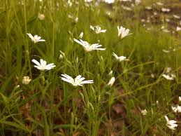 Attēlu rezultāti vaicājumam “Stellaria holostea”