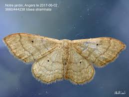 Attēlu rezultāti vaicājumam “Idaea straminata”