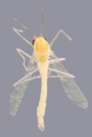 Attēlu rezultāti vaicājumam “Tanytarsus”