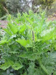 Attēlu rezultāti vaicājumam “Chenopodium acerifolium”