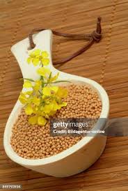 Attēlu rezultāti vaicājumam “Sinapis alba fruit”