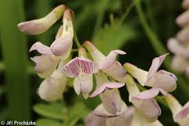 Attēlu rezultāti vaicājumam “Vicia sylvatica flower”