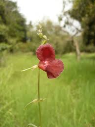 Attēlu rezultāti vaicājumam “Enteridium liceoides macro”