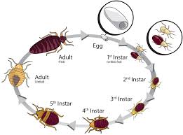 Image result for bed bugs