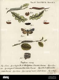 Attēlu rezultāti vaicājumam “Agrochola helvola”