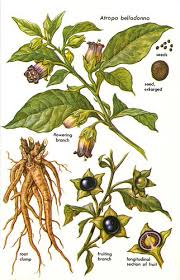 Image result for beladona