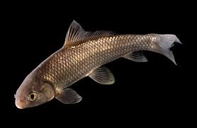 Image result for Carpiodes carpio