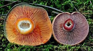 Attēlu rezultāti vaicājumam “Lactarius deliciosus”