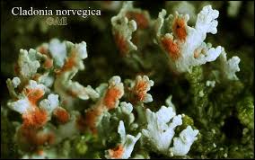 Attēlu rezultāti vaicājumam “Cladonia norvegica”