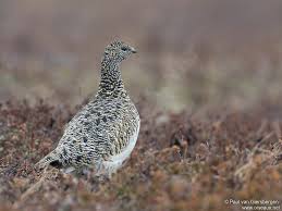 Image result for Lagopus muta